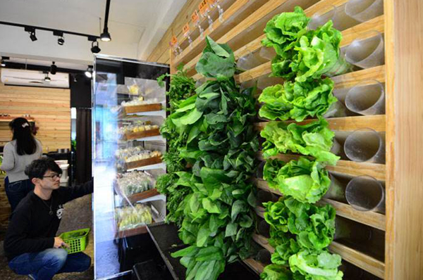 如何用绿植墙让餐厅“活”起来